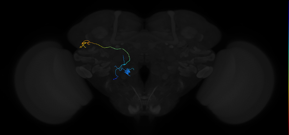 adult antennal lobe projection neuron VP1d+VP1l vPN