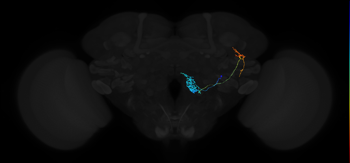 adult antennal lobe projection neuron VP2 l2PN