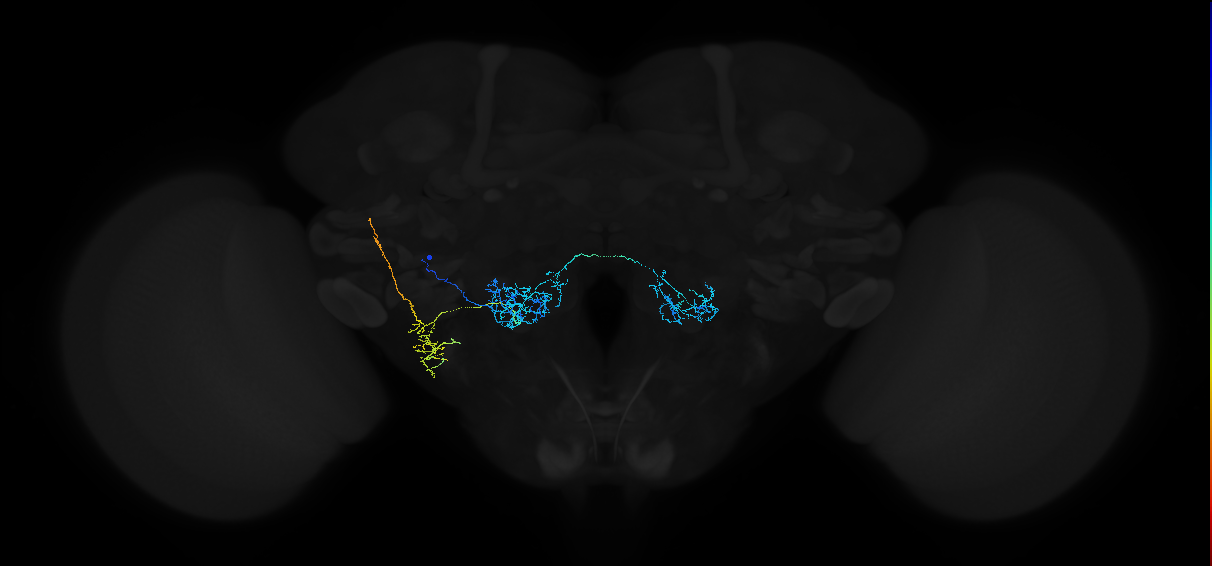 adult antennal lobe projection neuron VP3 t10ALT