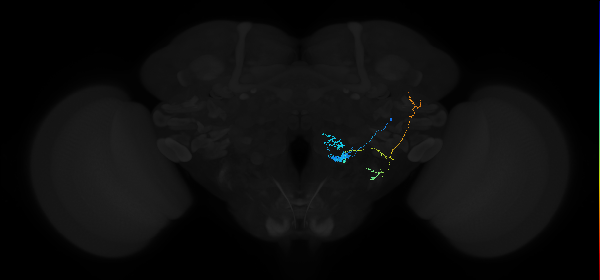 adult antennal lobe projection neuron VP5+VP2 l2PN