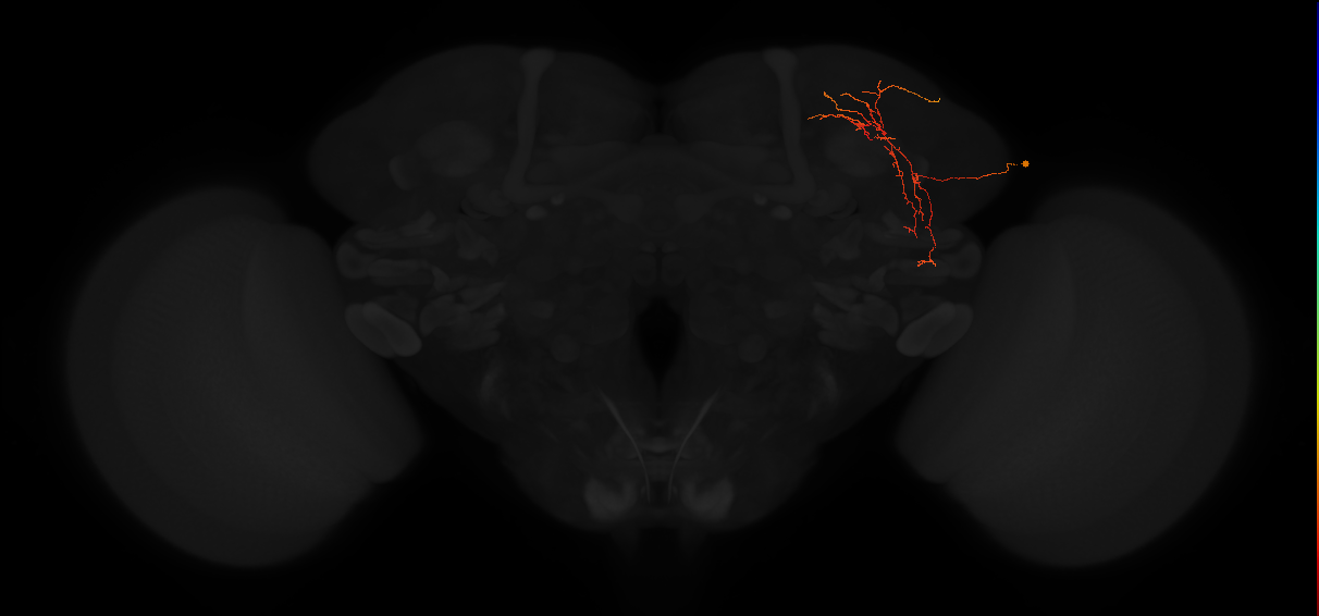 adult superior lateral protocerebrum neuron 364