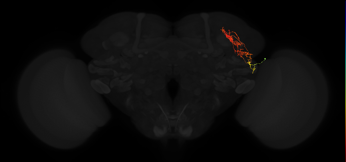 adult lateral horn AV3r1 neuron