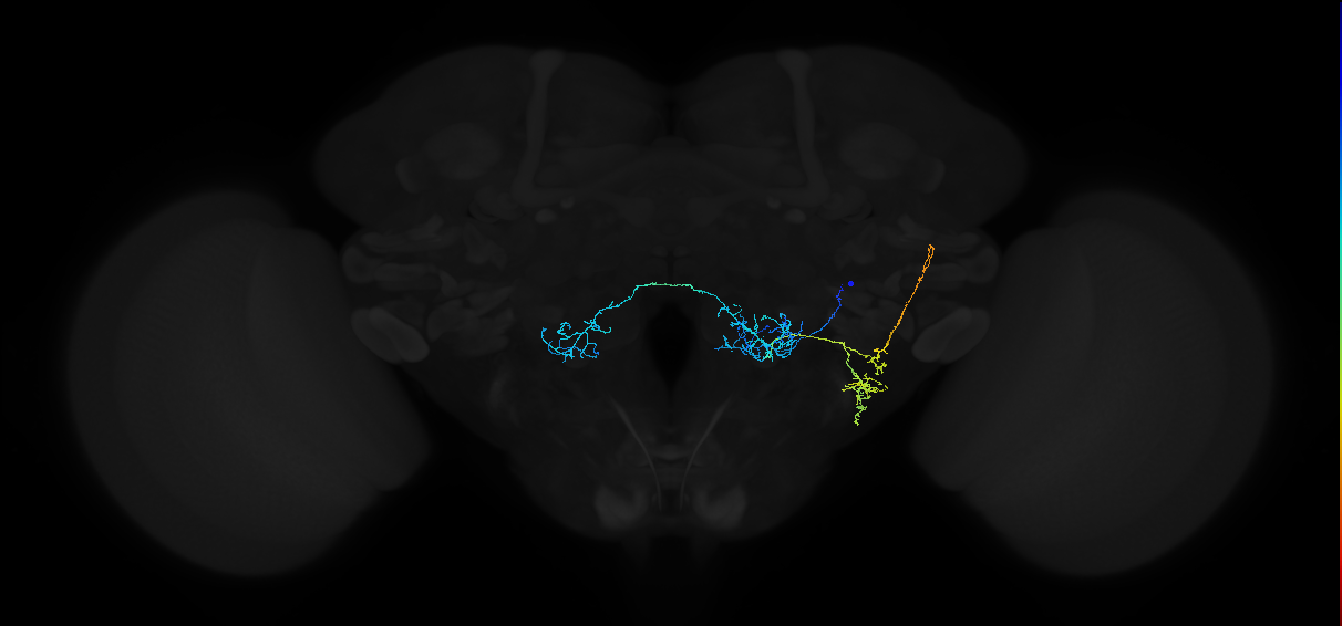 adult antennal lobe projection neuron VP3++ l2PN
