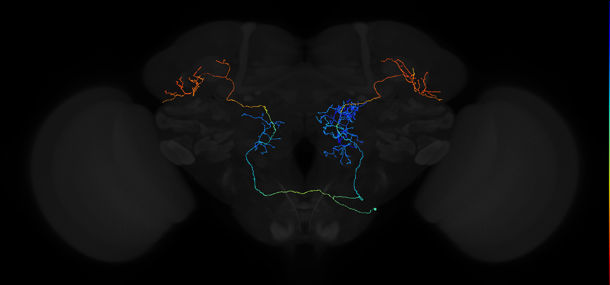 adult antennal lobe projection neuron DA2++ ilPN