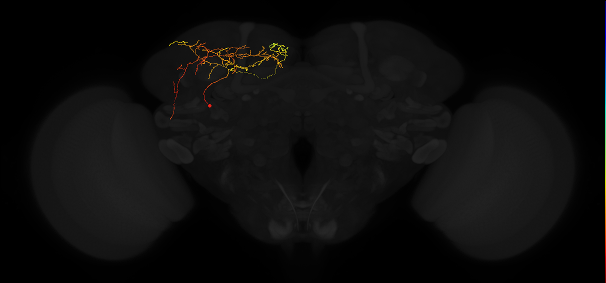 adult lateral horn PV7 neuron
