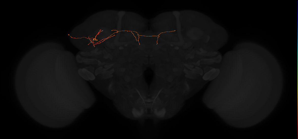 adult lateral horn PV6r1 neuron