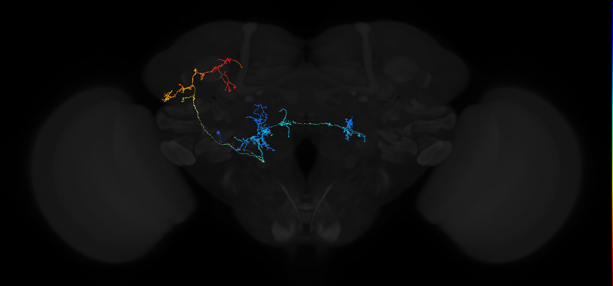 adult antennal lobe projection neuron VP1d+VP4 l2PN1