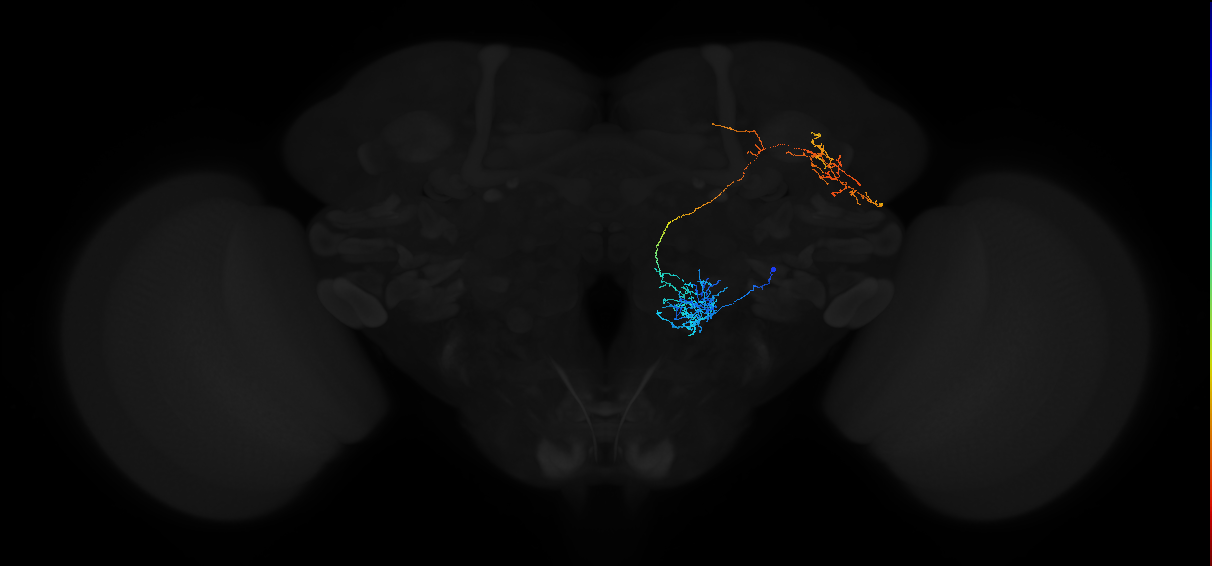 adult antennal lobe projection neuron VP5+ l2PN