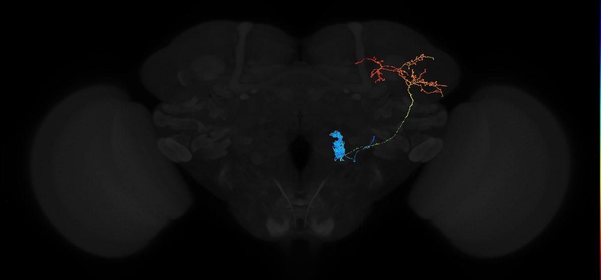 adult antennal lobe projection neuron l2PN