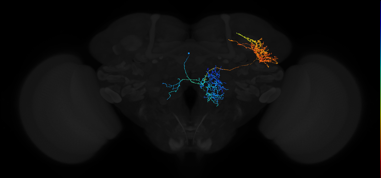 adult antennal lobe projection neuron VP1m++ smPN