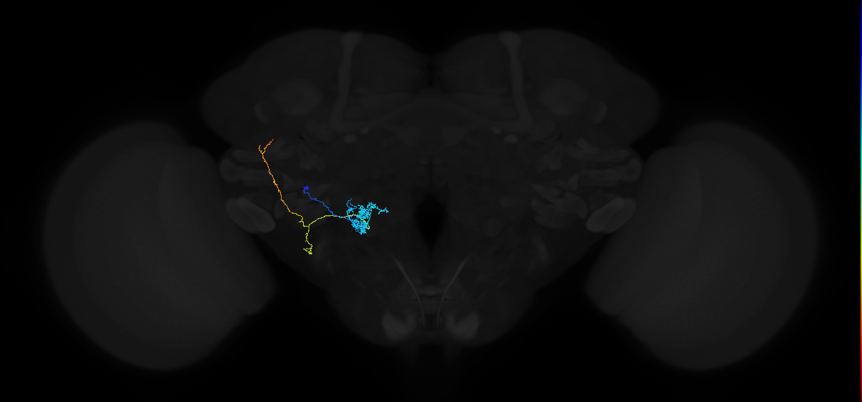 adult antennal lobe projection neuron VP3+ l2PN 1
