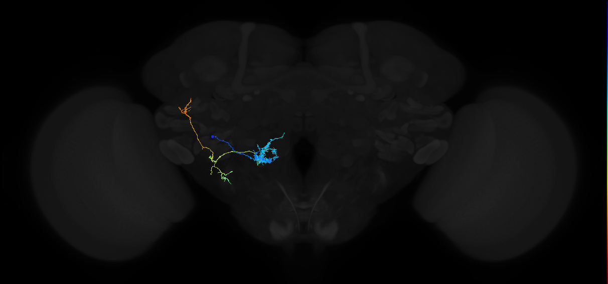 adult antennal lobe projection neuron VP5+VP2 l2PN