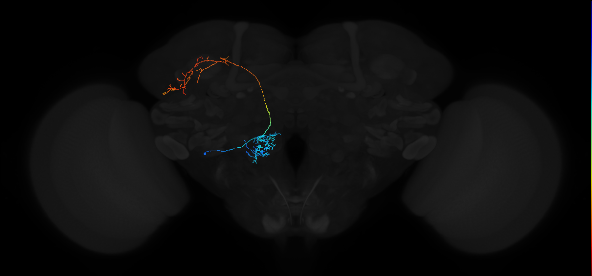 adult antennal lobe projection neuron VP1m+VP2 lvPN 1
