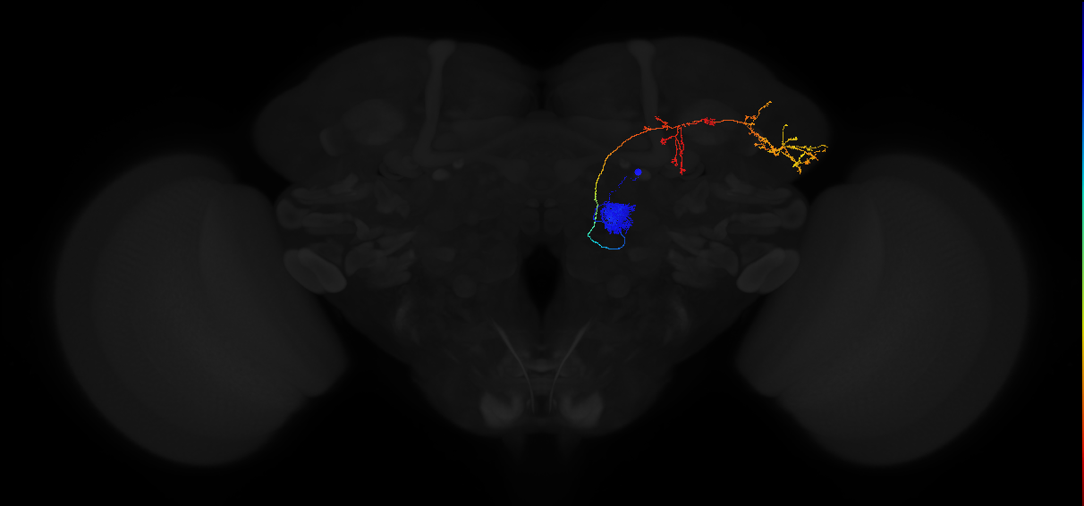 adult antennal lobe projection neuron VA6 adPN