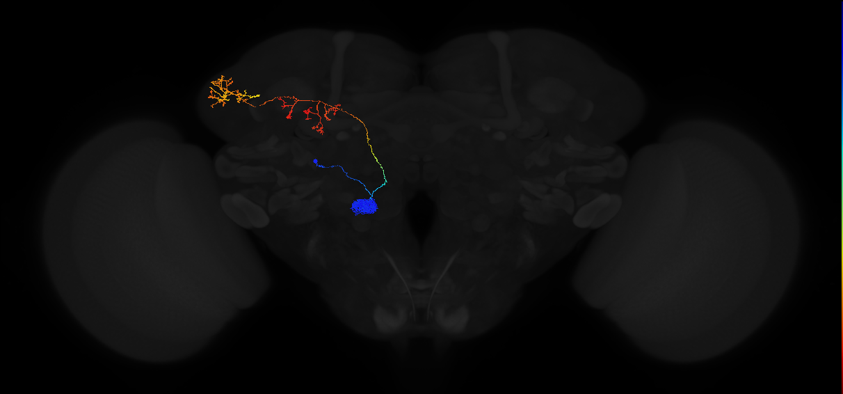 adult antennal lobe projection neuron VA4 lPN