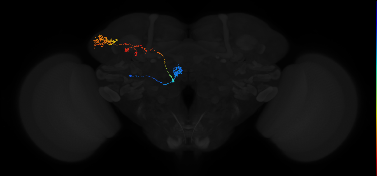 adult antennal lobe projection neuron DM1 lPN