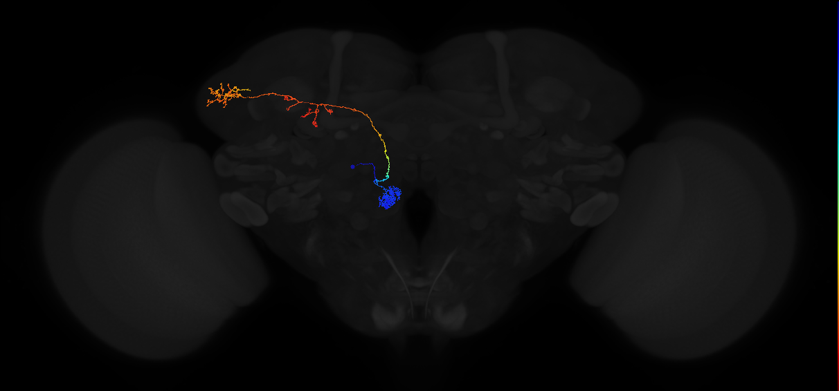 adult antennal lobe projection neuron VM3 adPN