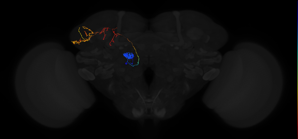 adult antennal lobe projection neuron DC1 adPN