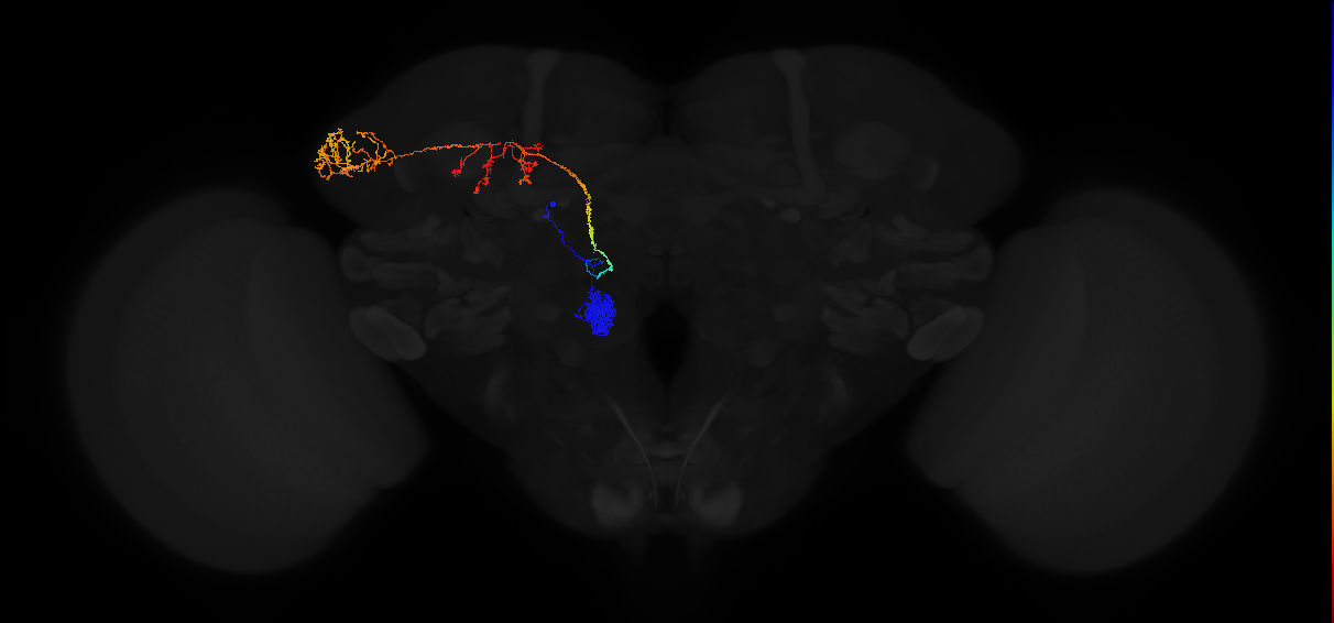 adult antennal lobe projection neuron VA2 adPN