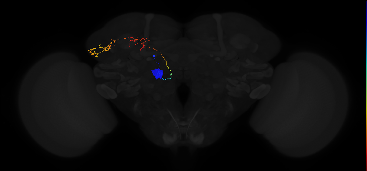 adult antennal lobe projection neuron VA6 adPN
