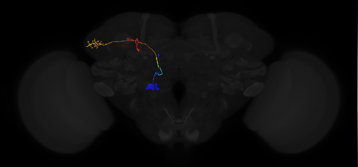 adult antennal lobe projection neuron VA3 adPN