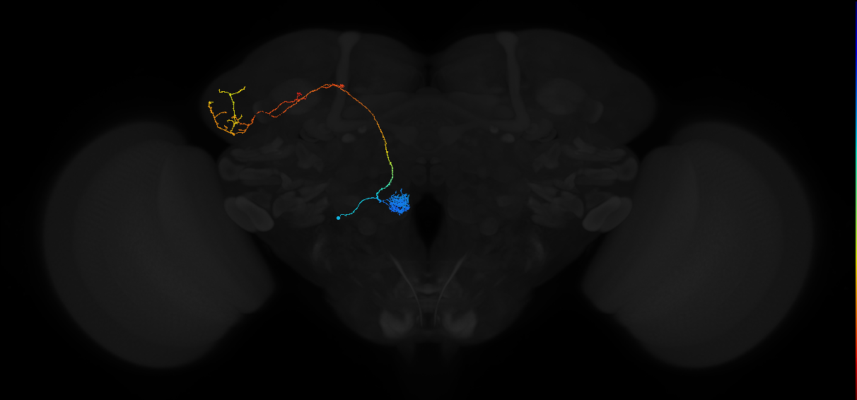 adult antennal lobe projection neuron VC3m lvPN