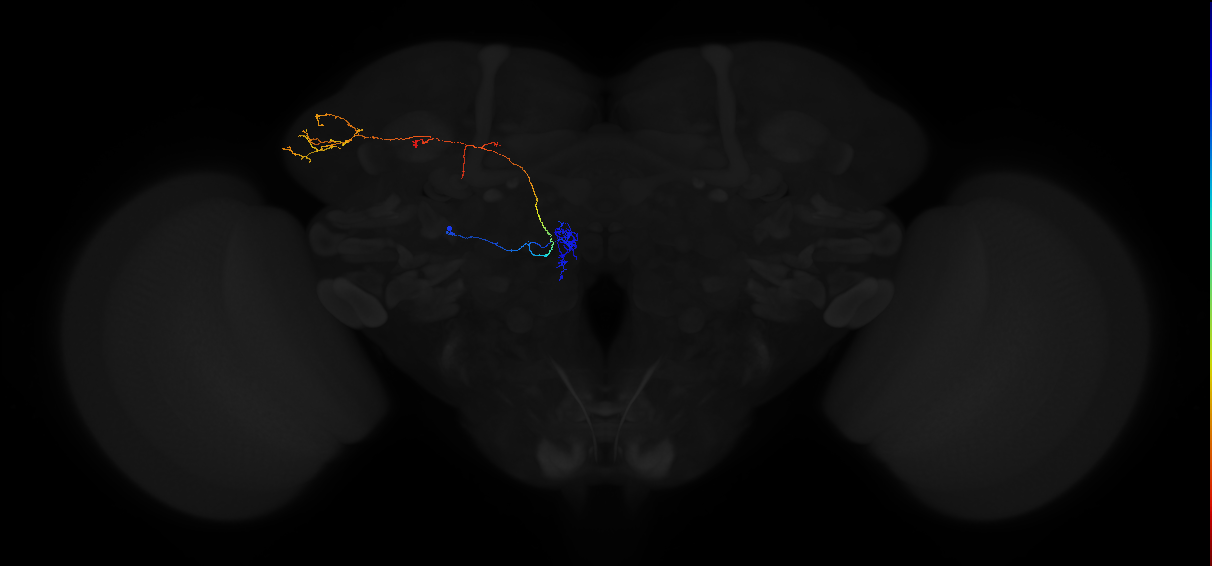adult antennal lobe projection neuron DM5 lPN