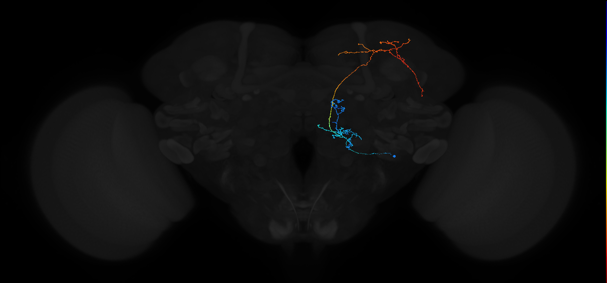 adult antennal lobe projection neuron DL5 lvPN