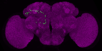 adult antennal lobe projection neuron VA7m lPN
