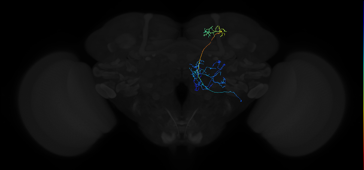 adult multiglomerular antennal lobe projection neuron type 25 lvPN