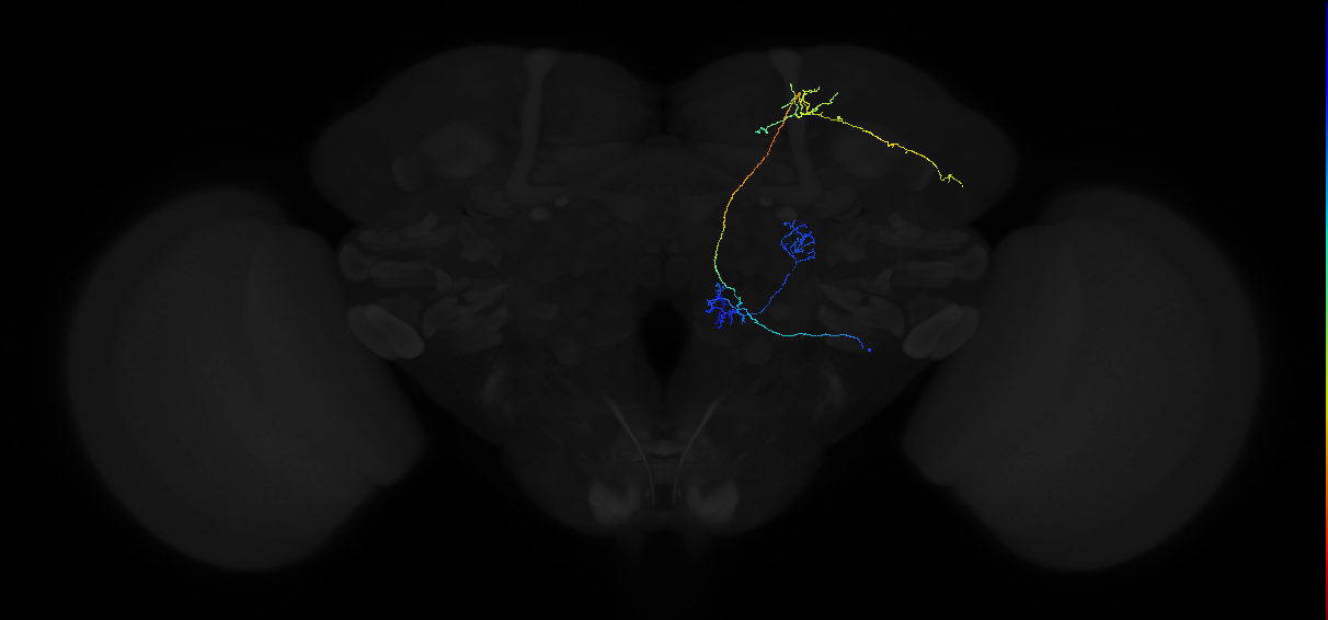 adult multiglomerular antennal lobe projection neuron type 29 lvPN