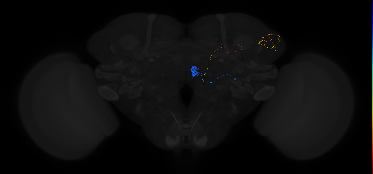 adult antennal lobe projection neuron DM2 lPN