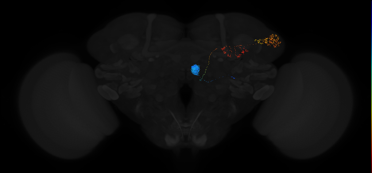 adult antennal lobe projection neuron DM1 lPN
