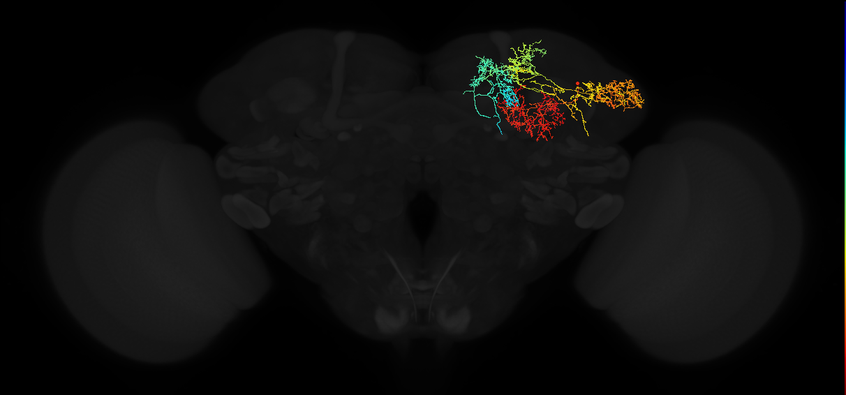 adult lateral horn-mushroom body neuron 1