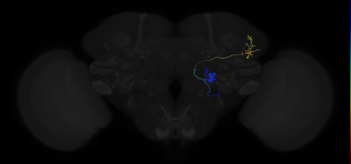 adult antennal lobe projection neuron VA1v vPN