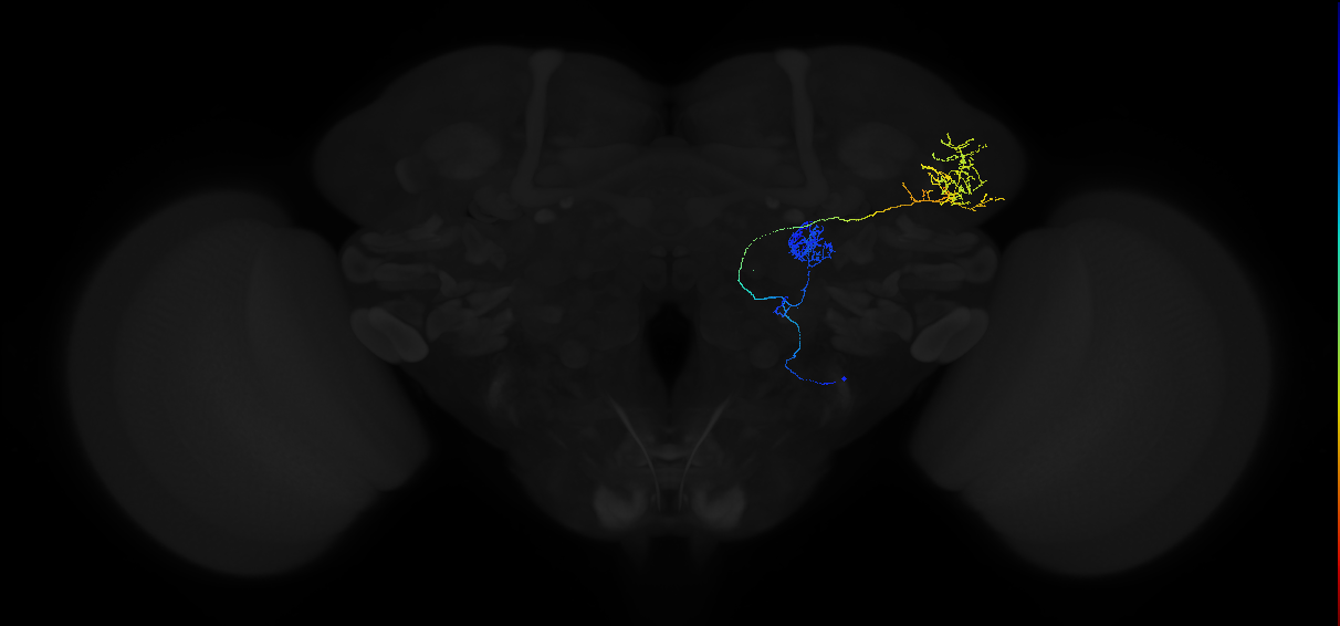 adult antennal lobe projection neuron DA1 vPN