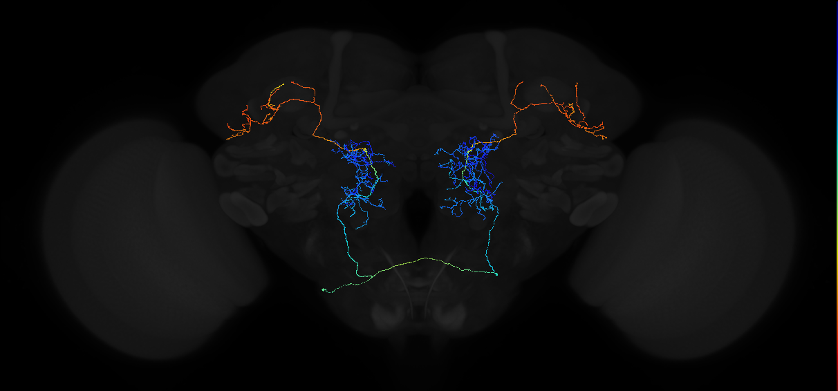 adult multiglomerular antennal lobe projection neuron ilPN mALT