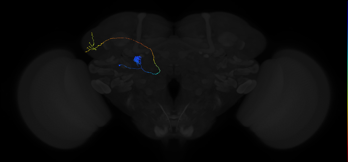 adult antennal lobe projection neuron DL3 lPN