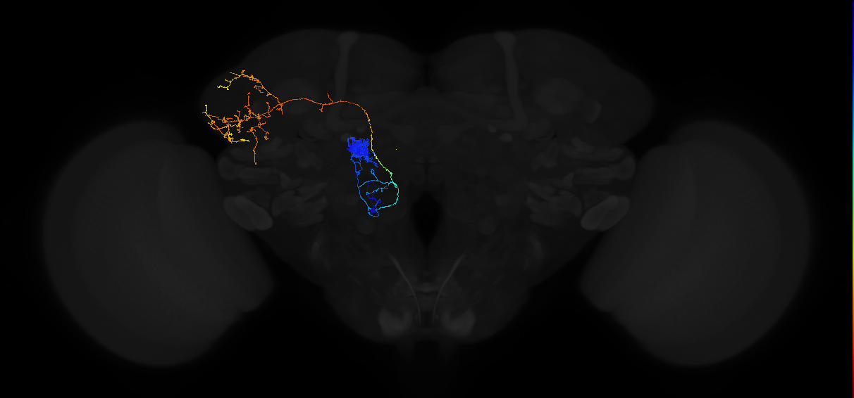 adult antennal lobe projection neuron DA4m adPN