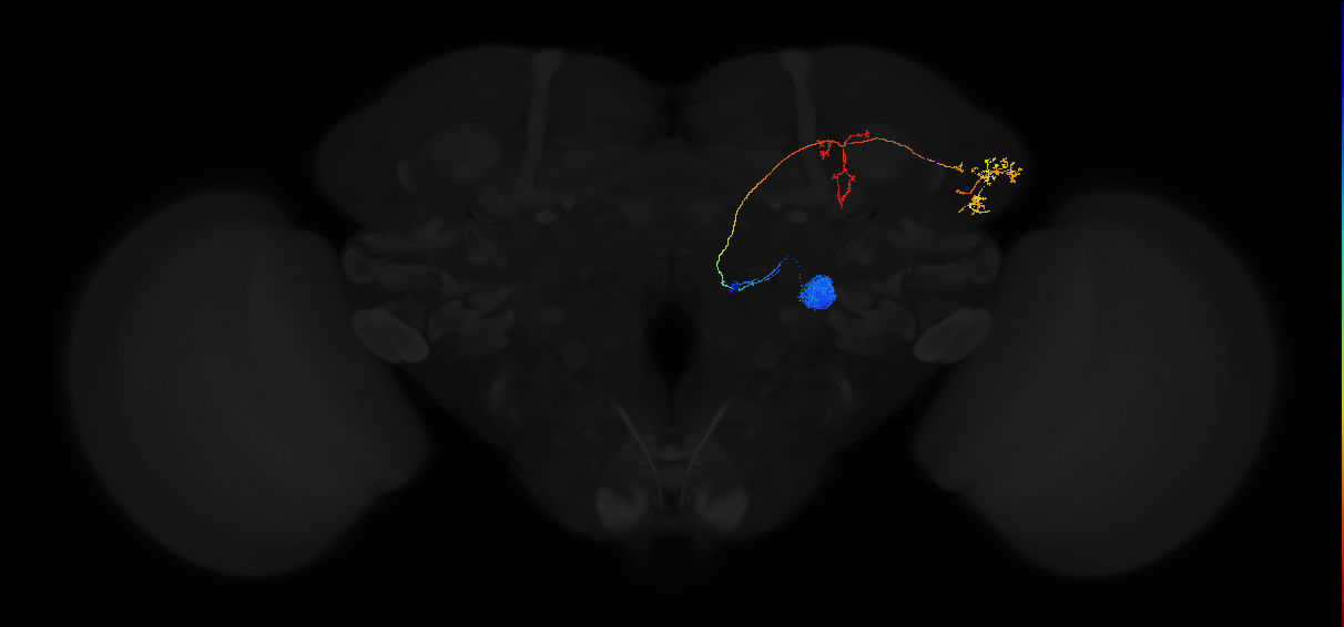 adult antennal lobe projection neuron VL2a adPN