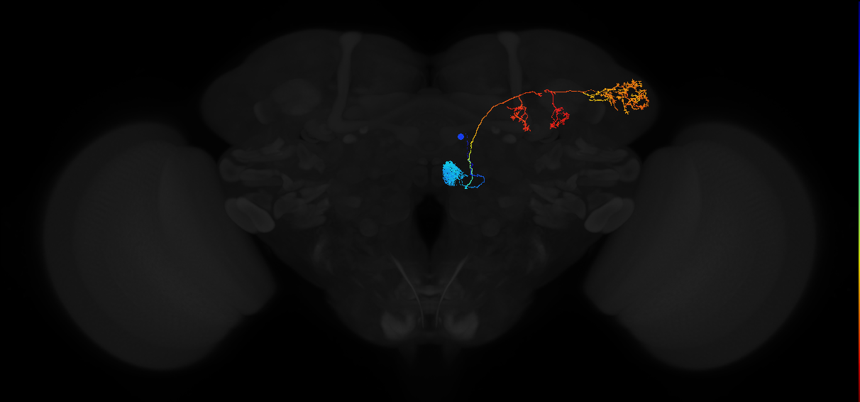 adult antennal lobe projection neuron DM4 adPN