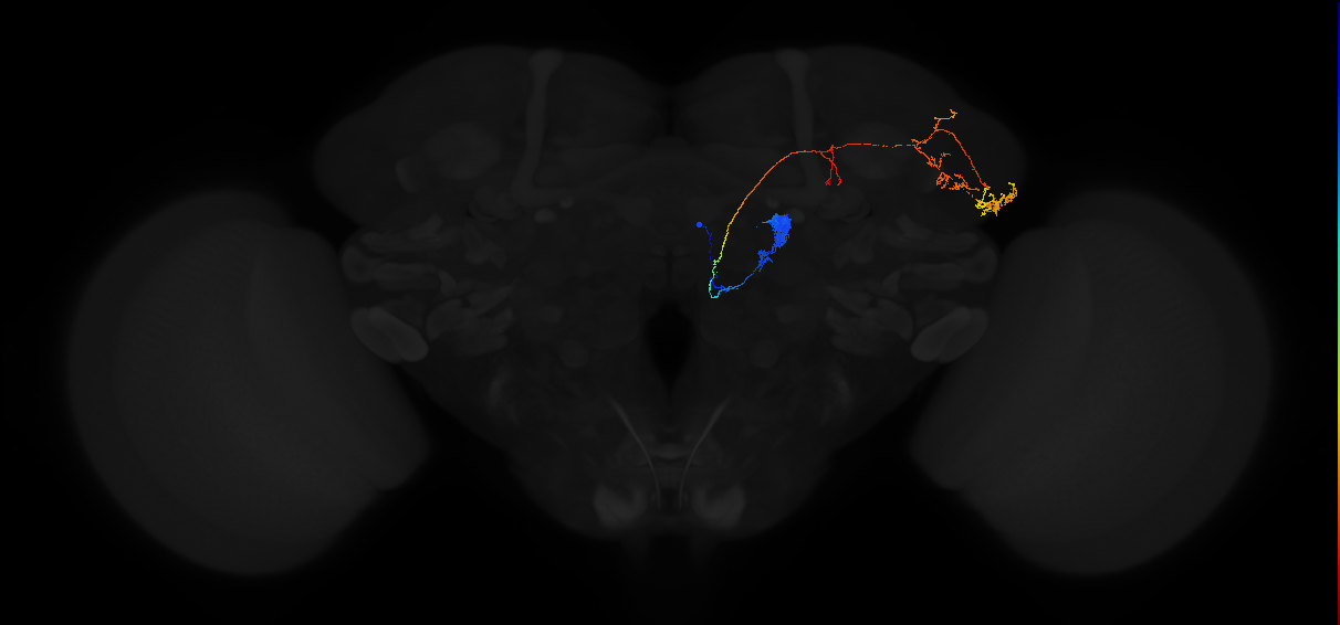 adult antennal lobe projection neuron DL4 adPN