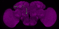 adult antennal lobe projection neuron VC4 adPN