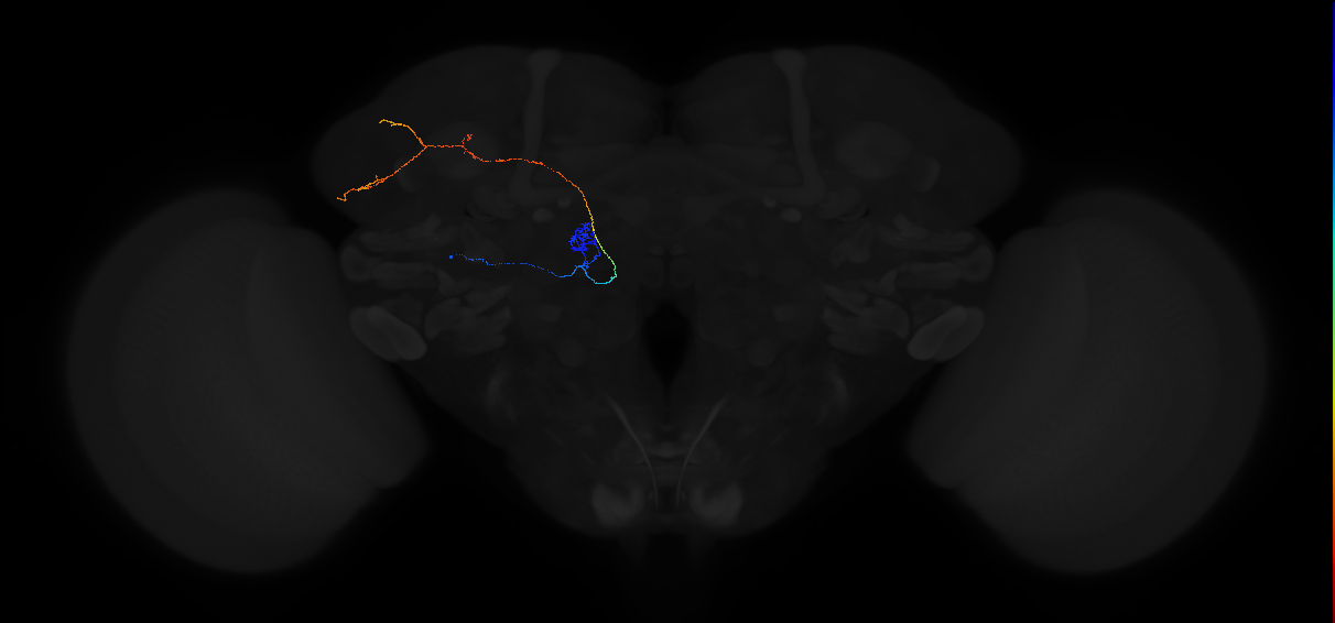 adult antennal lobe projection neuron DA2 lPN