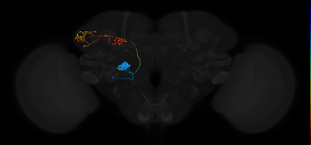 adult antennal lobe projection neuron DP1l adPN