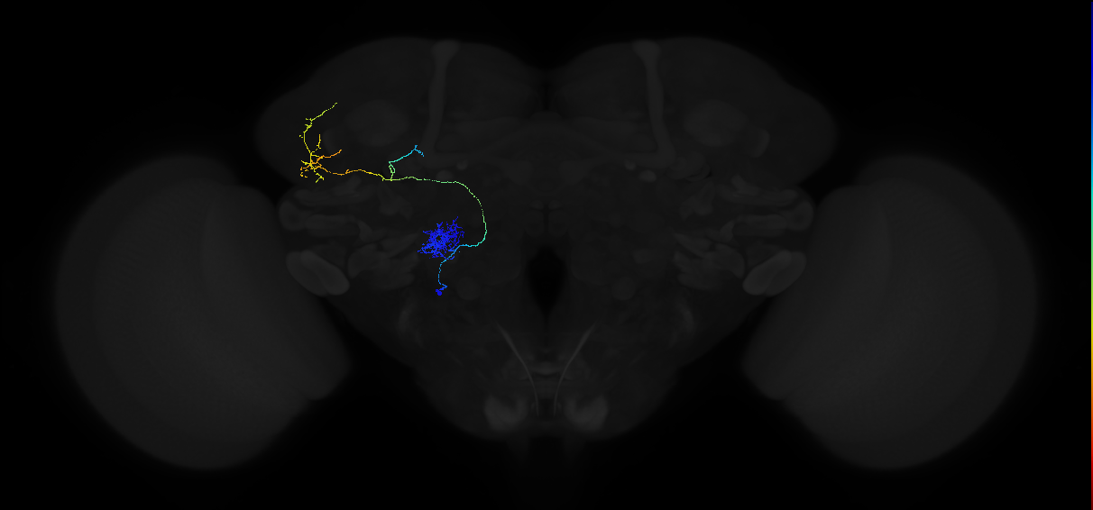 adult antennal lobe projection neuron VA1v