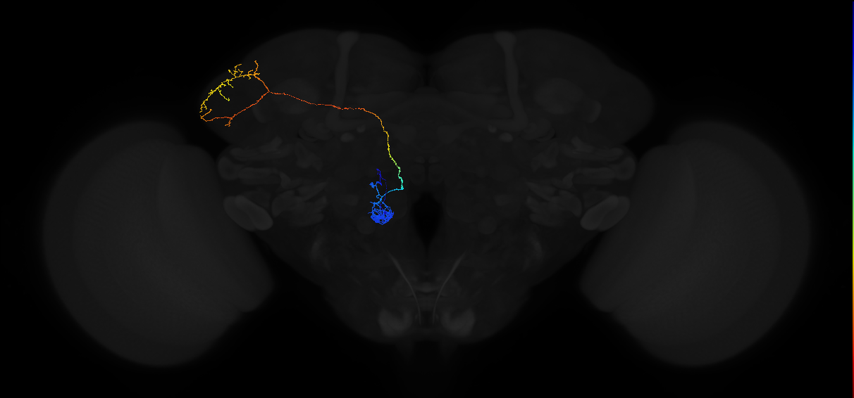 adult antennal lobe projection neuron VM4 adPN