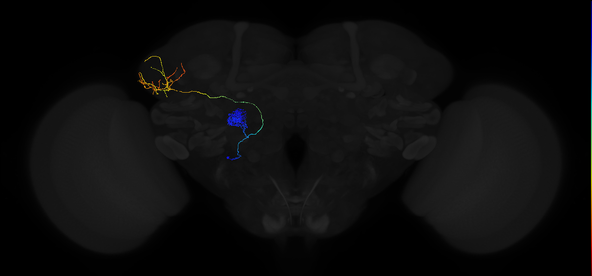 adult antennal lobe projection neuron VA1d vPN