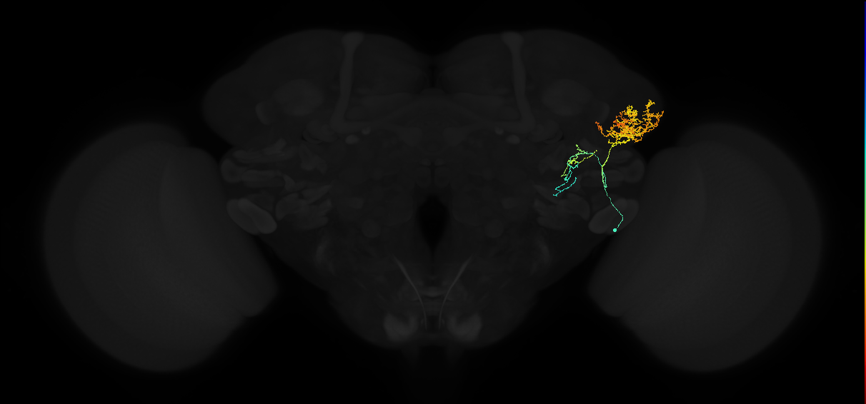 adult lateral horn AV1a1 neuron