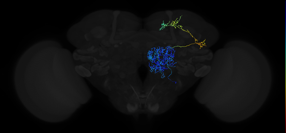 mediolateral antennal lobe tract projection neuron 3